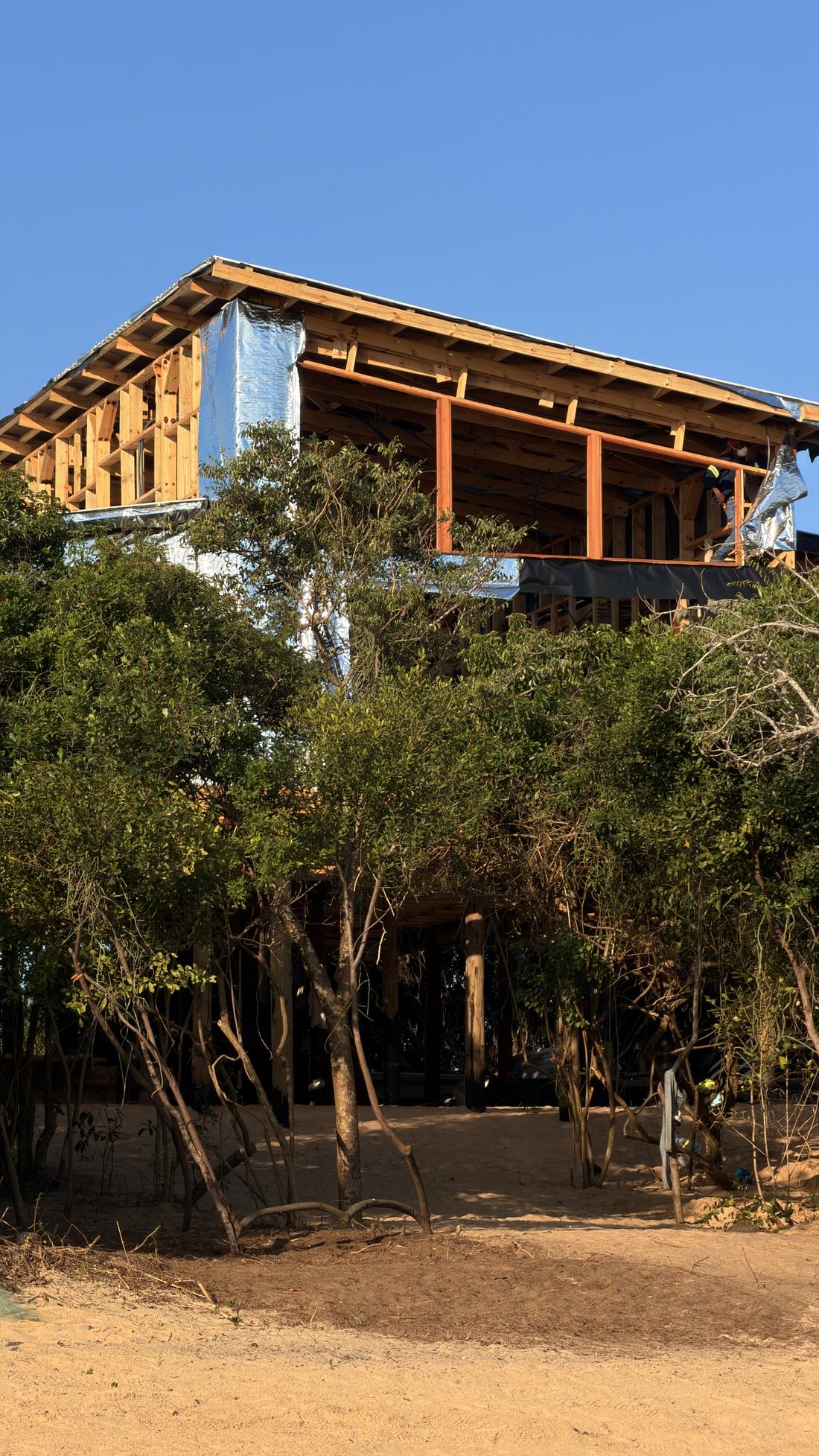 Casa de madeira de dois pisos a nascer no meio da vegetação da duna
